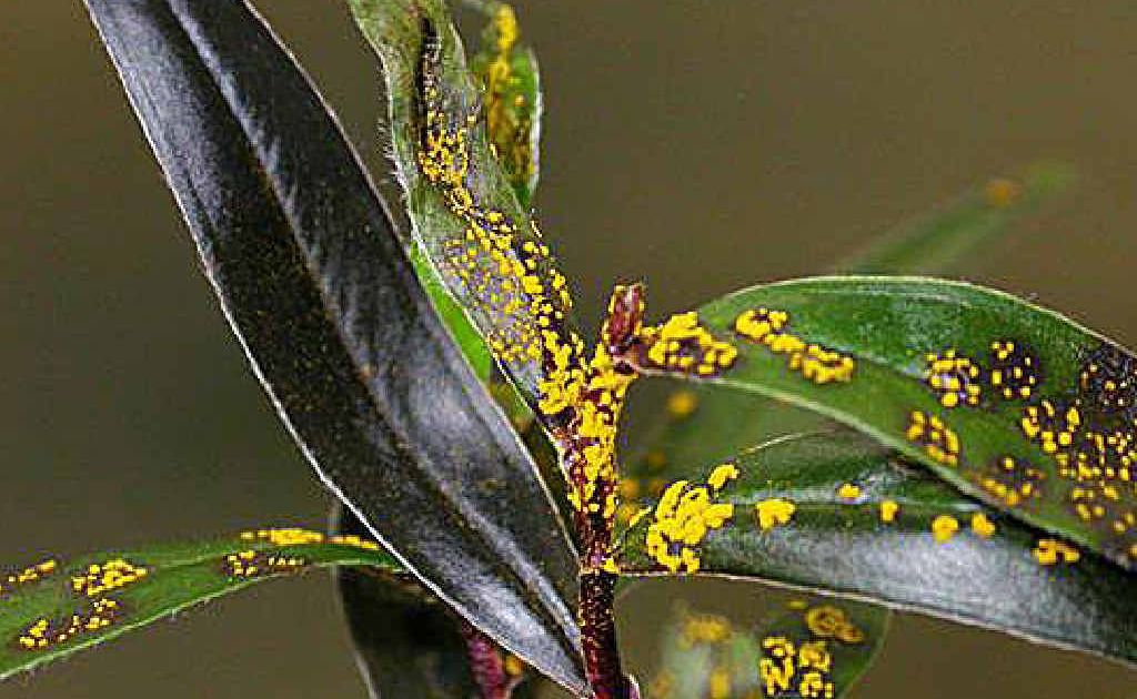 An example of myrtle rust. An example of myrtle rust.